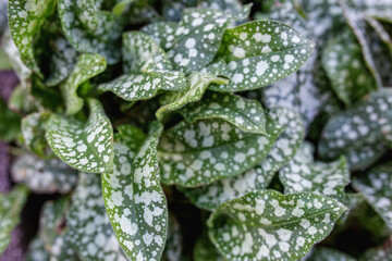Pulmonaria saccharata or bethlehem sage or lungworts green and white potted foliage. Top view