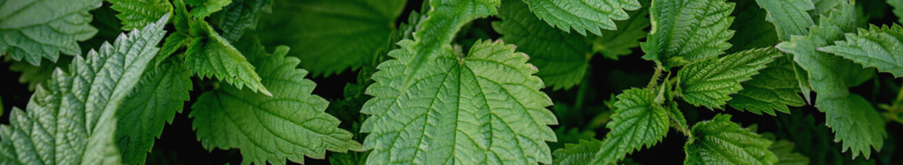 Stinging nettle leaves as background. Green texture of nettle. Top view. Banner for web site