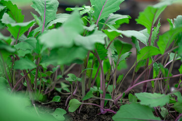Green Kohlrabi seedlings growing in garden bed. Vegetable greenhouse. Purple Kohlrabi cabbage young plants. Agricultural field. Brassica. Organic farming, healthy food, BIO viands, back to nature