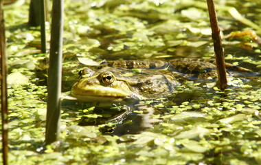 Une grenouille dans un étang