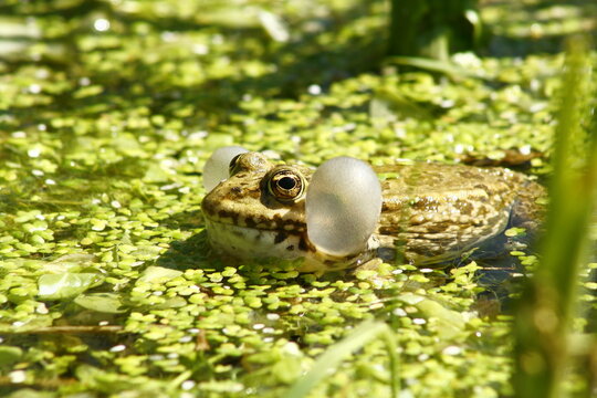 Une grenouille avec un sac vocal de chaque c&ocirc;t&eacute; de la t&ecirc;te en train de communiquer