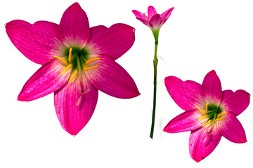 The red and pink rain lily flowers have yellow pistils with green flower stalks