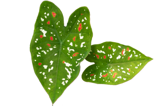 Green leafy ornamental taro plant with red and white spots