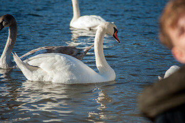 white swans group on the lake swim well under the bright sun