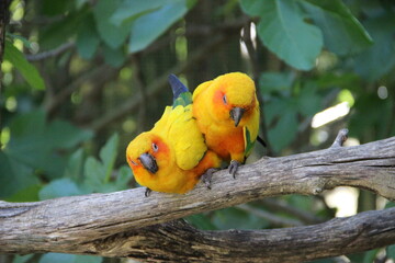 Parc animalier des Pyrénées - France Argeles-Gazost