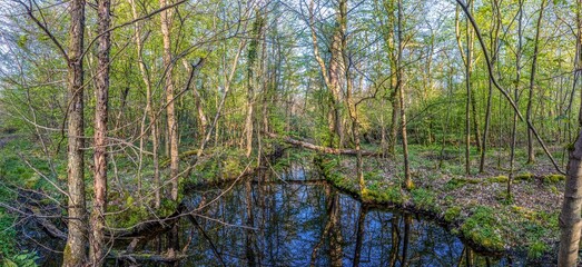Fototapeta premium Panoramic image of wooded marsh in springtime
