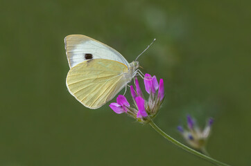 Great White-blooded butterfly (Pieris brassicae) feeding on flowers