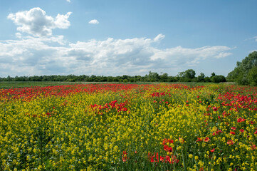Red poppies against the light, bright sky.