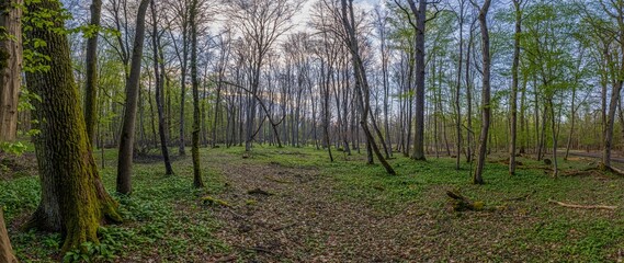 Panoramic picture of deciduous forest in spring