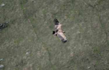 Obraz premium the griffon vulture soars beautifully over the gorge, spreading its large wings against the background of rocks and trees