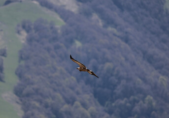 the griffon vulture soars beautifully over the gorge, spreading its large wings against the background of rocks and trees