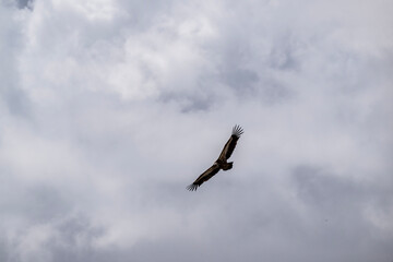 the griffon vulture soars beautifully over the gorge, spreading its large wings against the background of the sky and clouds