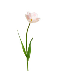 Tulip flower isolated on white