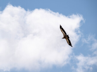 the griffon vulture soars beautifully over the gorge, spreading its large wings against the background of the sky and clouds