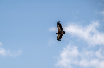 the griffon vulture soars beautifully over the gorge, spreading its large wings against the background of the sky and clouds