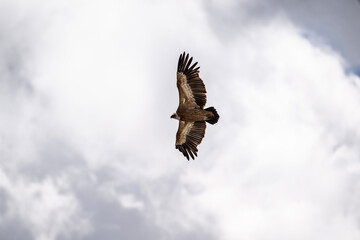 the griffon vulture soars beautifully over the gorge, spreading its large wings against the background of the sky and clouds