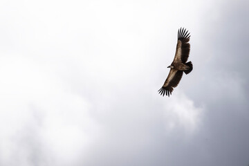 the griffon vulture soars beautifully over the gorge, spreading its large wings against the background of the sky and clouds