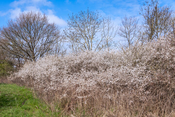 Flowering Blackthorn Besides The Way