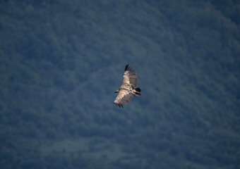 the griffon vulture soars beautifully over the gorge, spreading its large wings against the background of rocks and trees