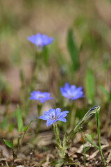 Bright blue flowers of gentian.