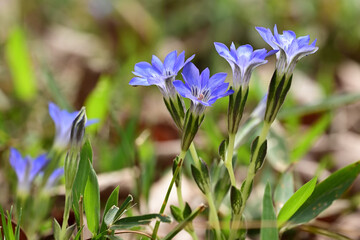 Bright blue flowers of gentian.