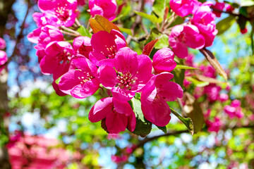 Decorative apple tree blooms in April-May with purple flowers