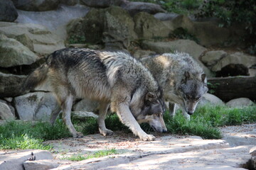 Parc animalier des Pyrénées - France Argeles-Gazost