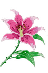 Watercolor and painting for pink lily flower