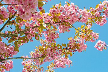 The Japanese sakura just did come in pink