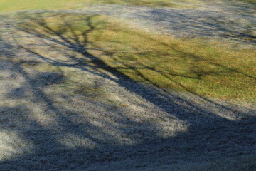 the shadow of a tree cast on a meadow with morning frost