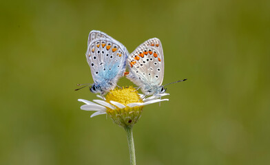 Fototapeta na wymiar Pair of Many-eyed Blue (Polyommatus icarus) on a daisy flower