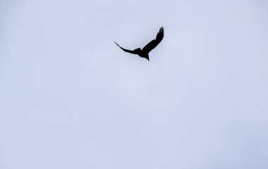Obraz premium black crows soar in the sky against the sky
