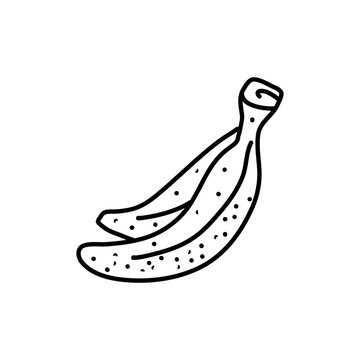 Banana vector illustration hand drawn. Linear drawing banana isolated on white background. Sketch for coloring booking page. Vector illustration