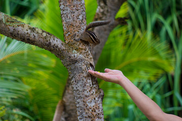 man feeding an animal on the coast of sri lanka
