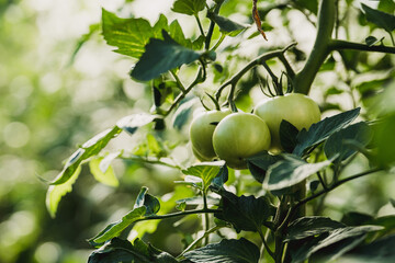 Tomatoes on green branch. Home grown tomato vegetables growing on vine in greenhouse. Autumn vegetable harvest on organic farm.