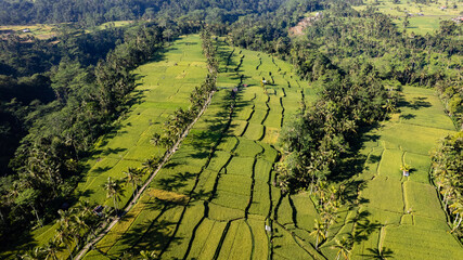 In the morning, an aerial view of Mancingan Rice Terrace in Tampaksiring, Bali.