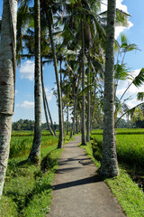 Pathway through rice fields in Bali, Indonesia. Bali is a famous tourist destination in Asia.