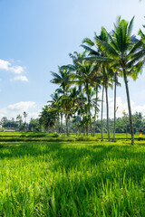 Coconut palm trees and rice fields in Bali, Indonesia