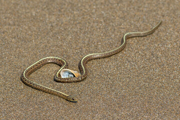 Pacific Coast Aquatic Garter Snake