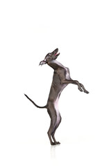 Portrait in motion with dog, Italian greyhound with brown fur jumping and standiong on its hinds paws over white background