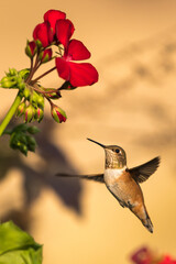 Fototapeta na wymiar Rufous Hummingbird flying in flight