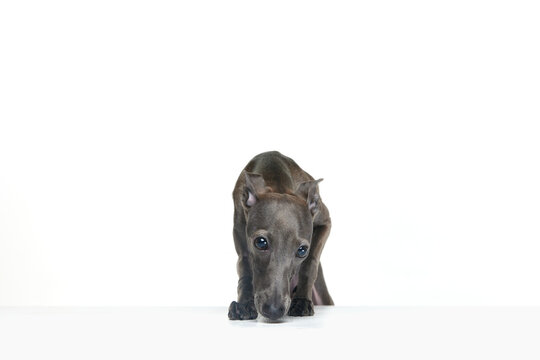 Portrait with playful dog Italian greyhound posing and nose sniffing isolated over white studio background. Behavior in motion, cute puppy