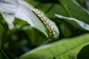 A Rose Myrtle Lappet Caterpillar munching on a leaf in the Taiwanese jungle