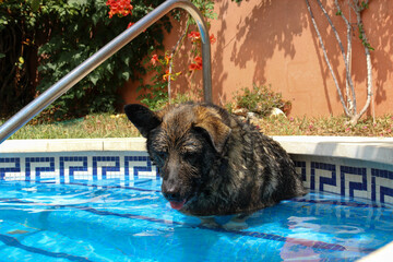 Dog bathing in the pool.