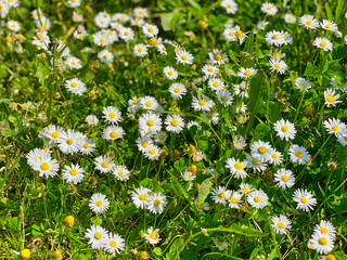 A grass lawn of daisies