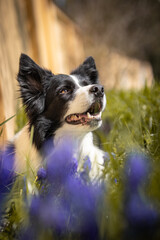 Happy Border Collie in Spring Park. Smiling Black and White Dog Outside during Sunny Day.