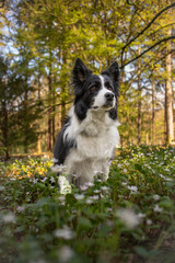 Border Collie in Spring Forest. Vertical Portrait of Sitting Black and White Dog in Nature. Alert Pet Outside.