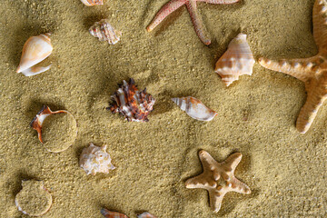Seashells and stars in the sand. Summer still life.