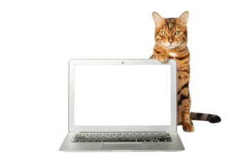 Close-up of a cat and a laptop on a white background.