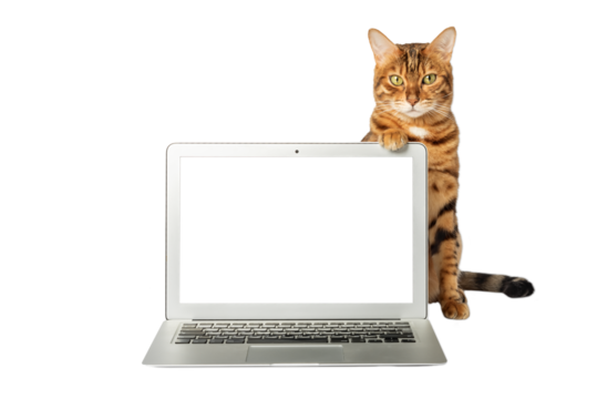 Close-up of a cat and a laptop on a white background.